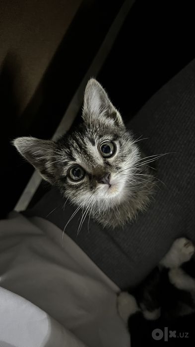 отдаю котенка в хорошие руки