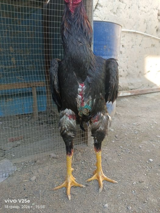 Dakan xuroz sotiladi 5.400kg