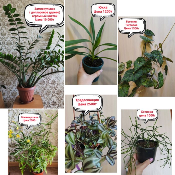 Продам комнатные цветы!