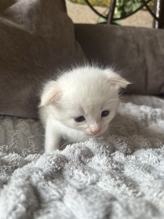Котята-полу шотландцы