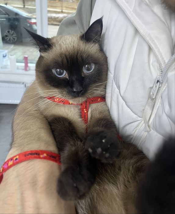 Отдам кота Ричарда в добрые руки