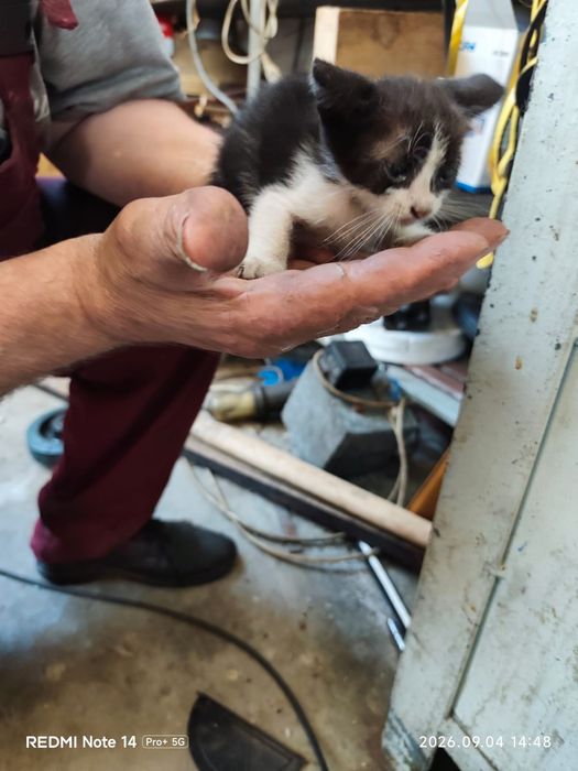 Adoptie pui de pisica