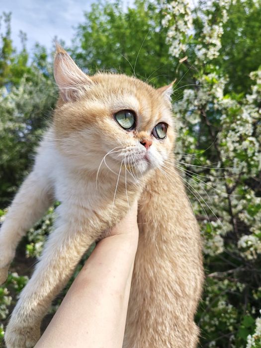 Кошечка золотая шиншилла