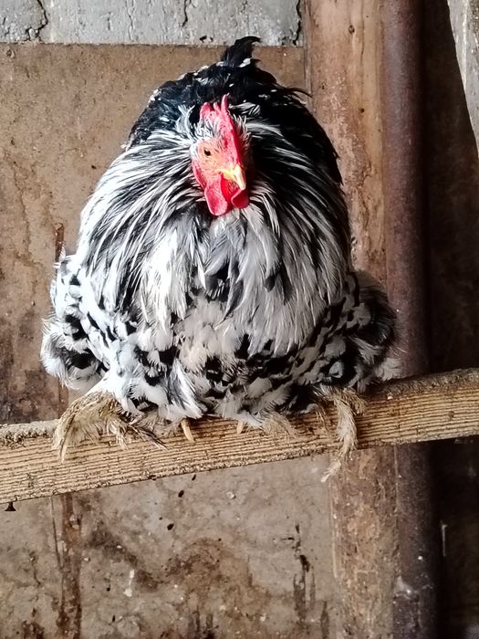 Cocoș chochinchina pitic original