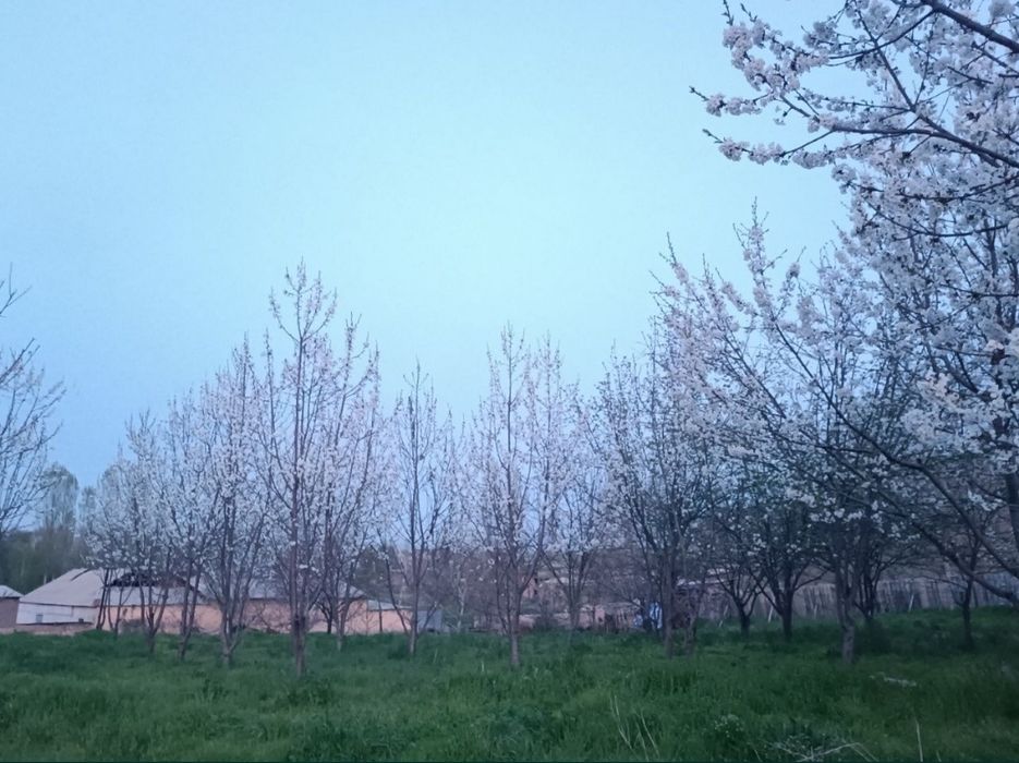 Yer sotiladi 30 sotik