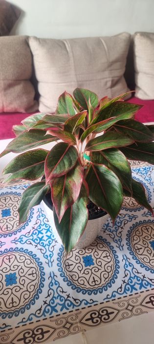 Продам цветы комнатные