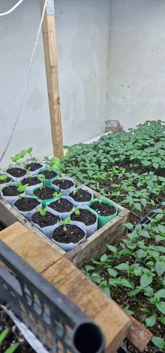 Рассада помидор перца