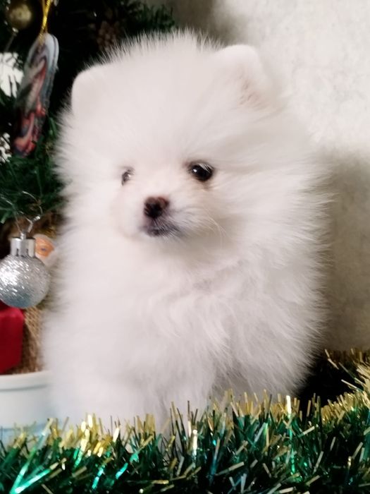 Померанский шпиц