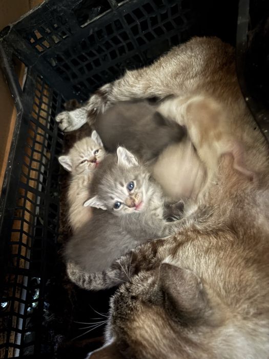 Милые котята ищут дом