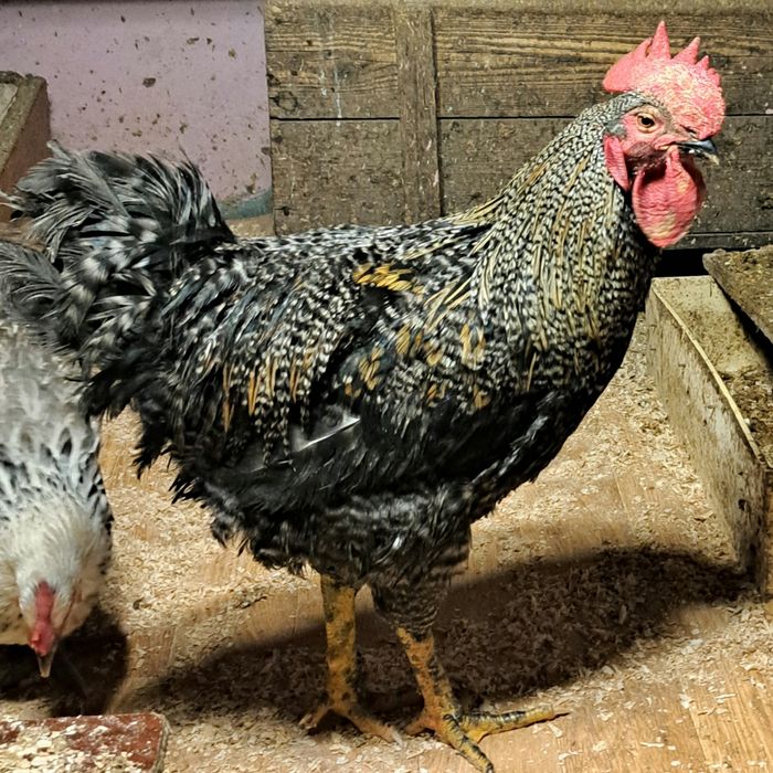 Петухи молодые 6 мес