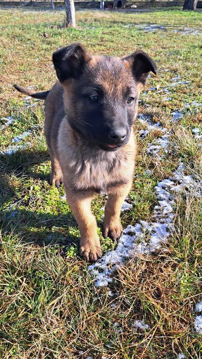 Кученце белгийска овчарка