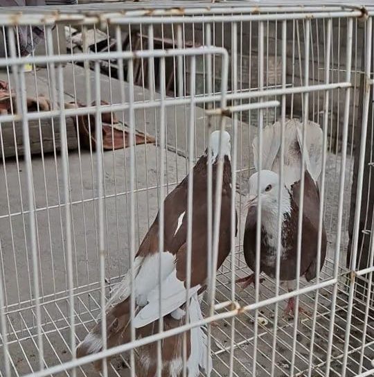 Продам    голуби белыйголовый