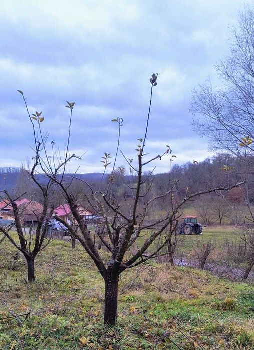 Curățarea/ tăierea/ toaletarea pomilor fructiferi