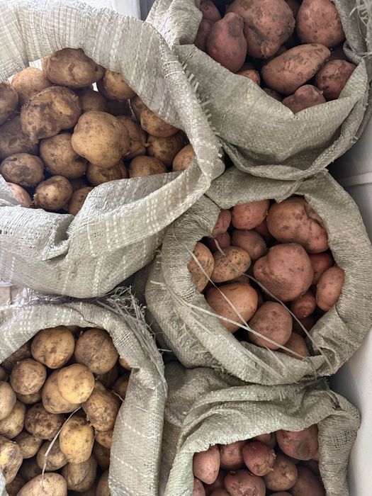 Продам картошку