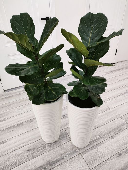 Цветы комнатные, доставка