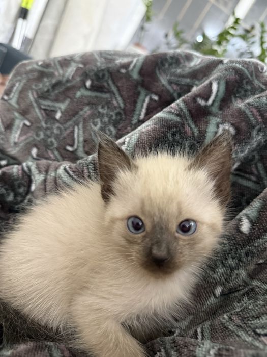 Продаю 3 сиамских котёнка