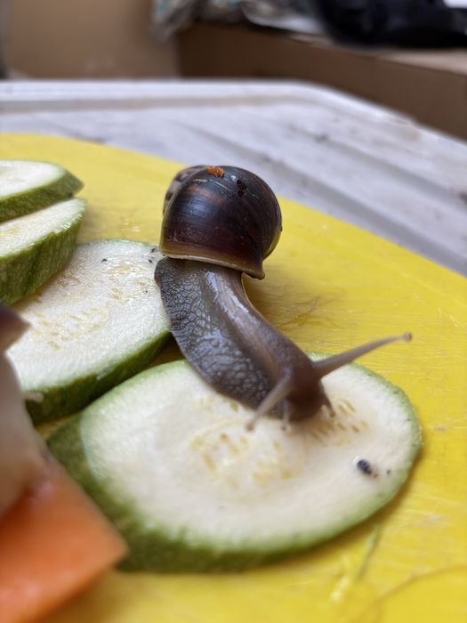 Ahatina fulika albinosla va standartla