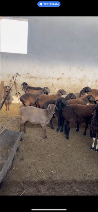 Қўй қўзилар сотилади