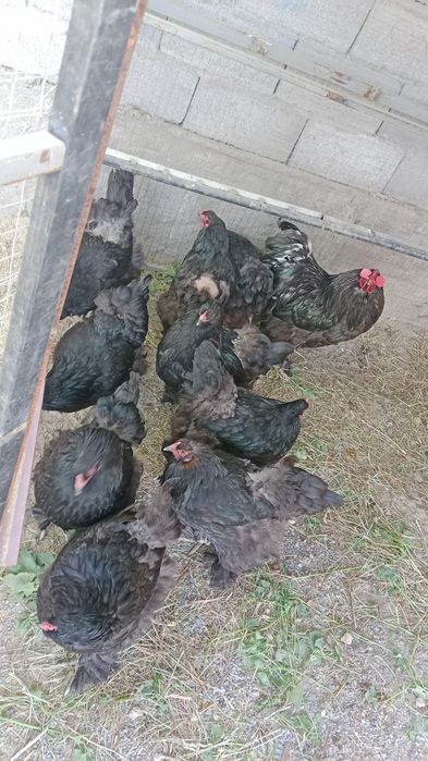 Продам Черных Брам