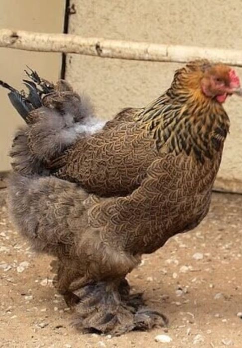 Яйца инкубaционные