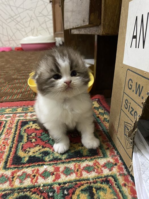 Скоттиш фолд мушукчамиз сотилади