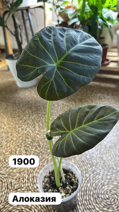 Комнатные растения