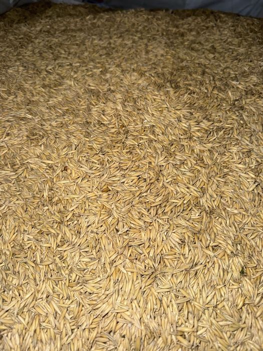 Cereale cultura 2025