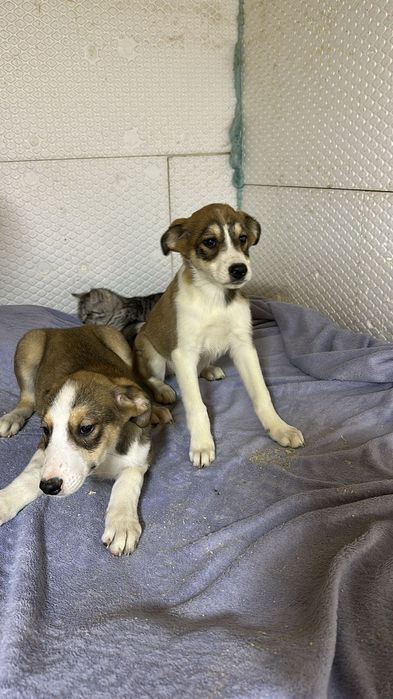 Две маленькие девочки ищут дом!