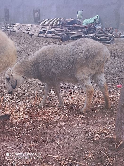 Казаки куйлар сотилади