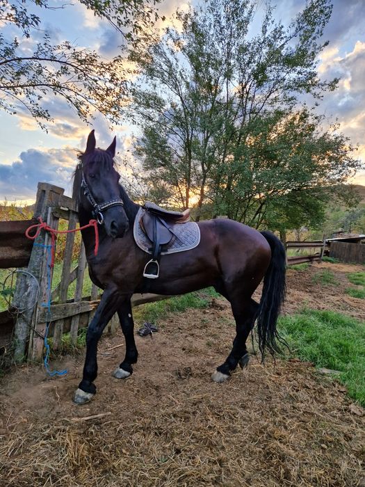 Vand cal metis de Nonius cu Frizian