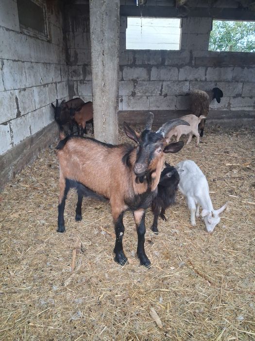 Țap alpin francez