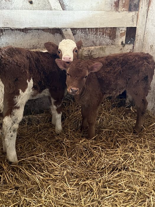 Aduc vitei pe comanda