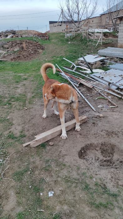 Продаётся Алабай