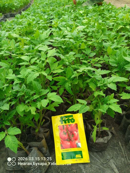 Помидор кучатларни