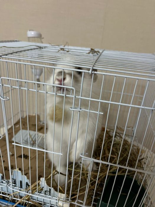 Отдам кролика в хорошие руки