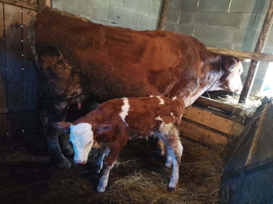 Bălțată românească