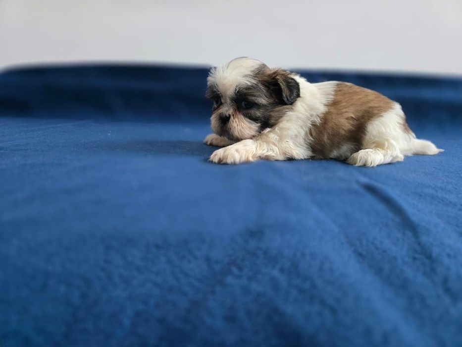 Shih -tzu fetiță
