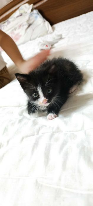 Котёнок, девочка. Самовывоз г. Талгар.