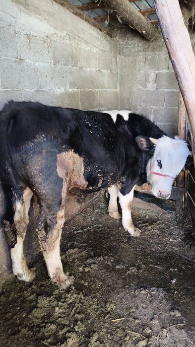 Vând un vițel de 450 kg
