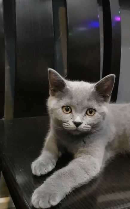 Шотландские мальчики 3мес