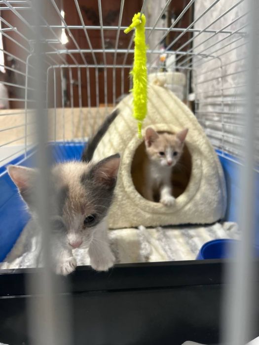 отдам котят в добрые руки