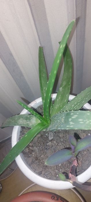 Продам  комнатных цветов