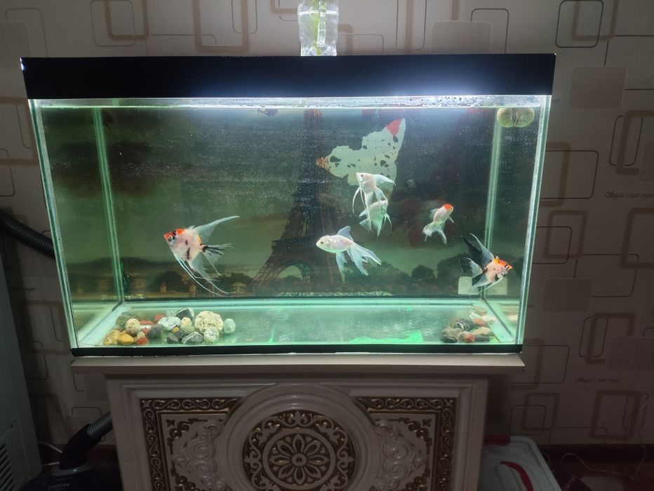 Продаю аквариум с рыбками