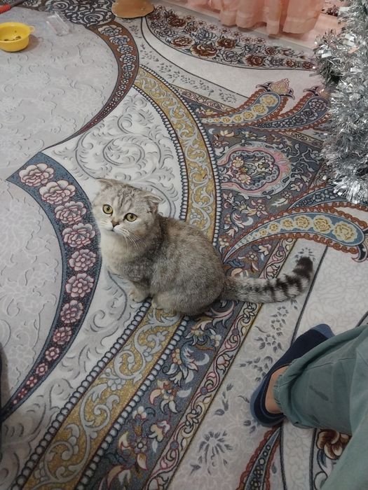 Srochno mushuk sotiladi