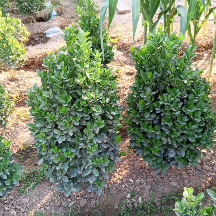 Archalar sotiladi limon apilsin mandarin