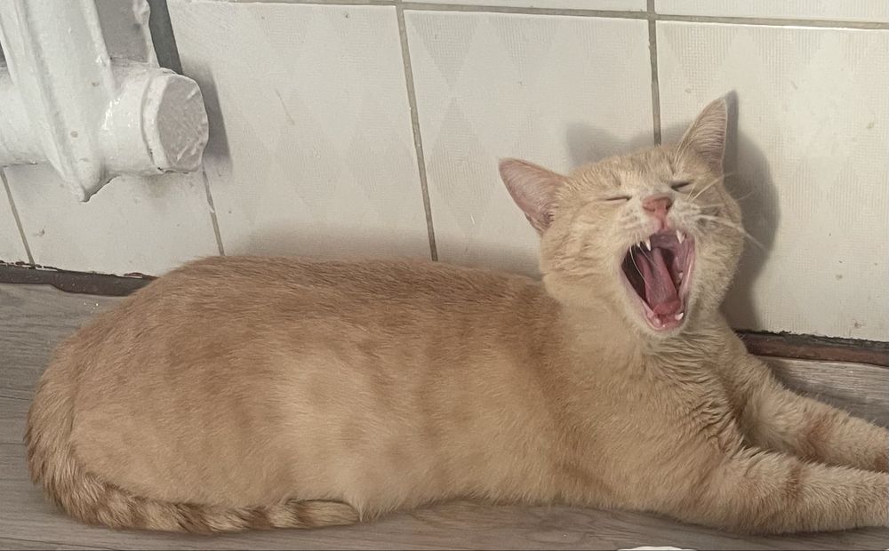 карамельный котик