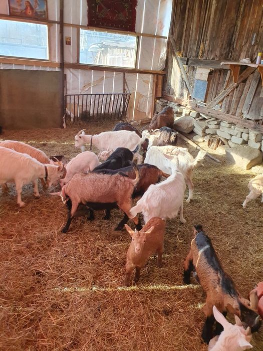 Capre  la prima și a doua fătare foarte bune e de lapte !