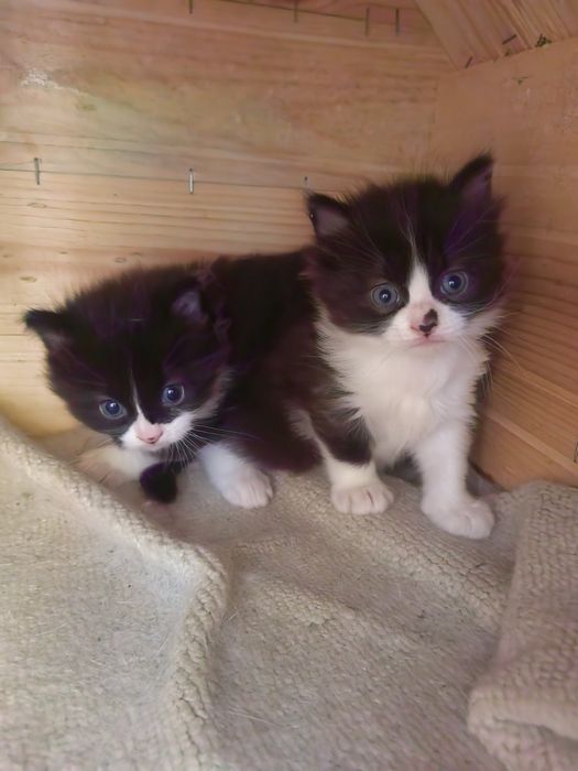 Малки котета момче и момиче