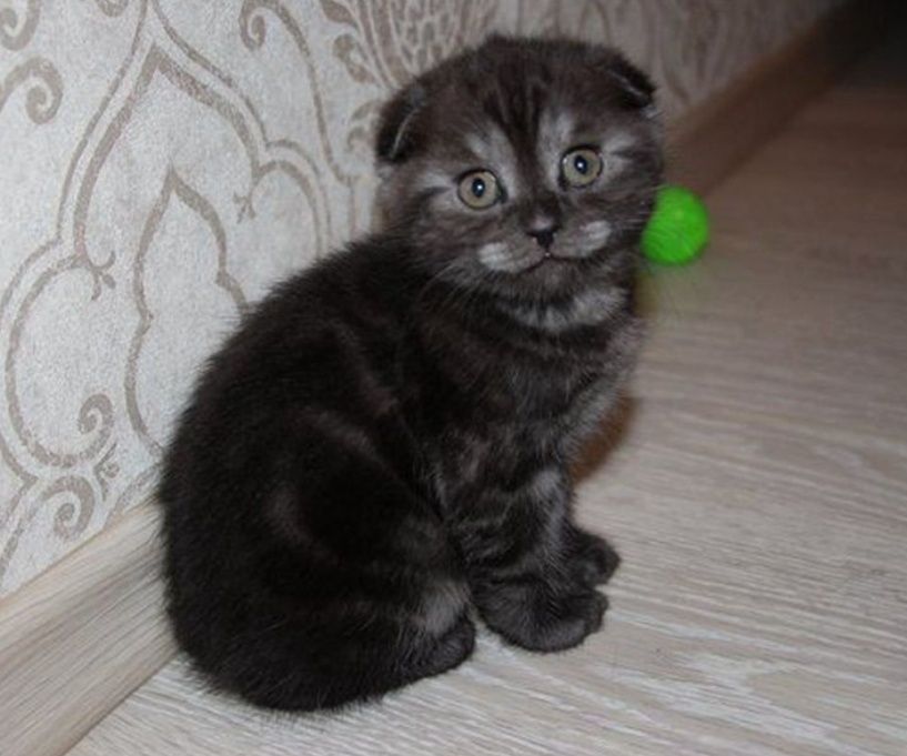 Котята мальчики и девочки 1.5 мес
