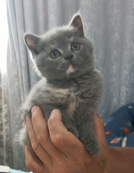 Продается котенок